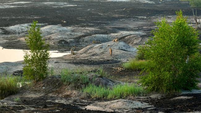 Eine sandige, dunkel gefärbte Ebene mit einem Tümpel. Am Ufer befinden sich vier Wölfe. Im Bildvordergrund wachsen Bäume und Gräser.