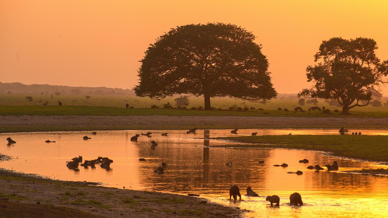 Eine Wasserfläche ist im Licht des Sonnenuntergangs orange gefärbt. Wasserschweine sind als Silhouetten erkennbar.