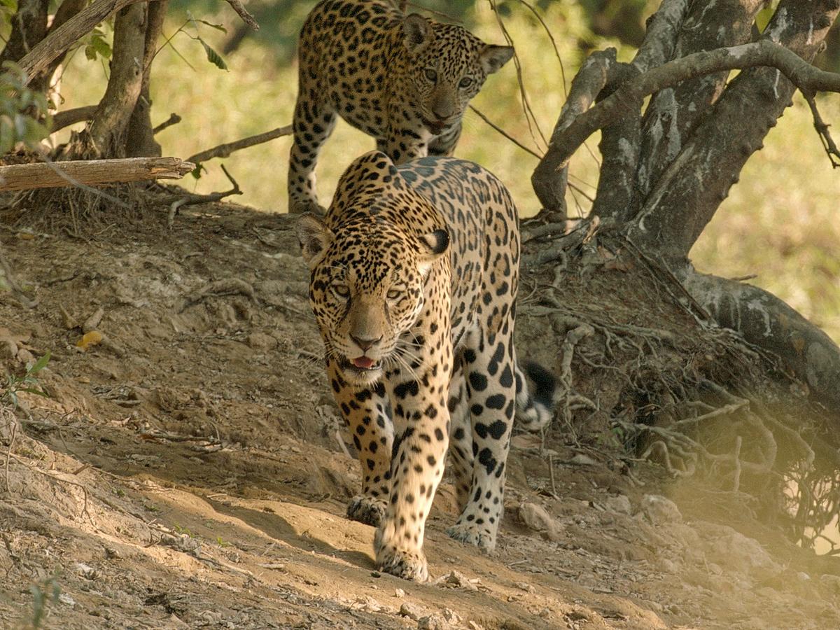 Ein Jaguarjunges folgt seiner Mutter auf einer Böschung zwischen Wurzeln und dünnen Stämmen.