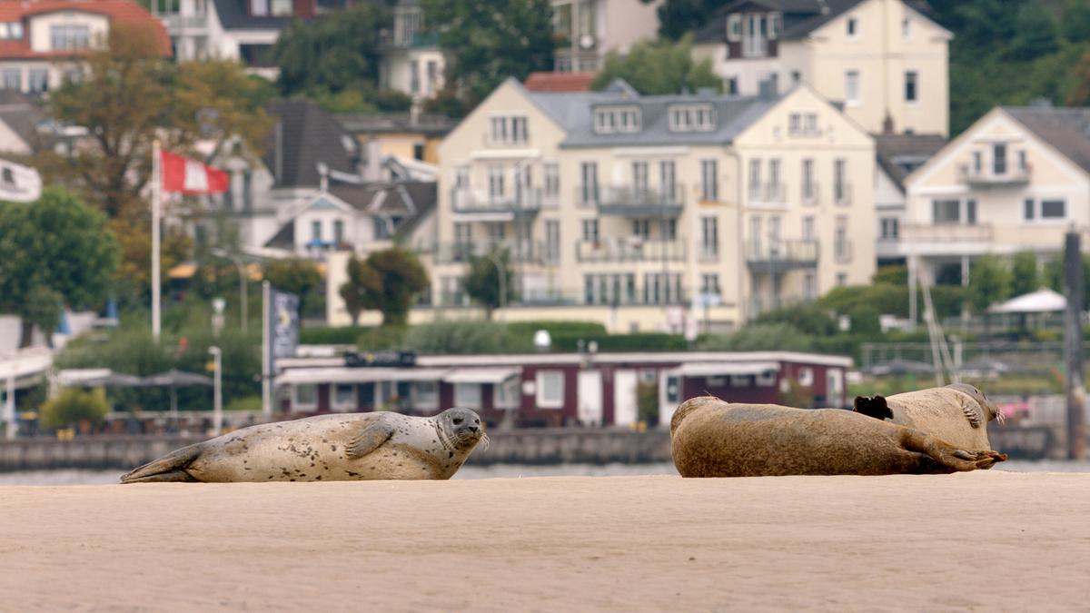 Drei Seehunde liegen auf Sand, im Hintergrund Häuser.