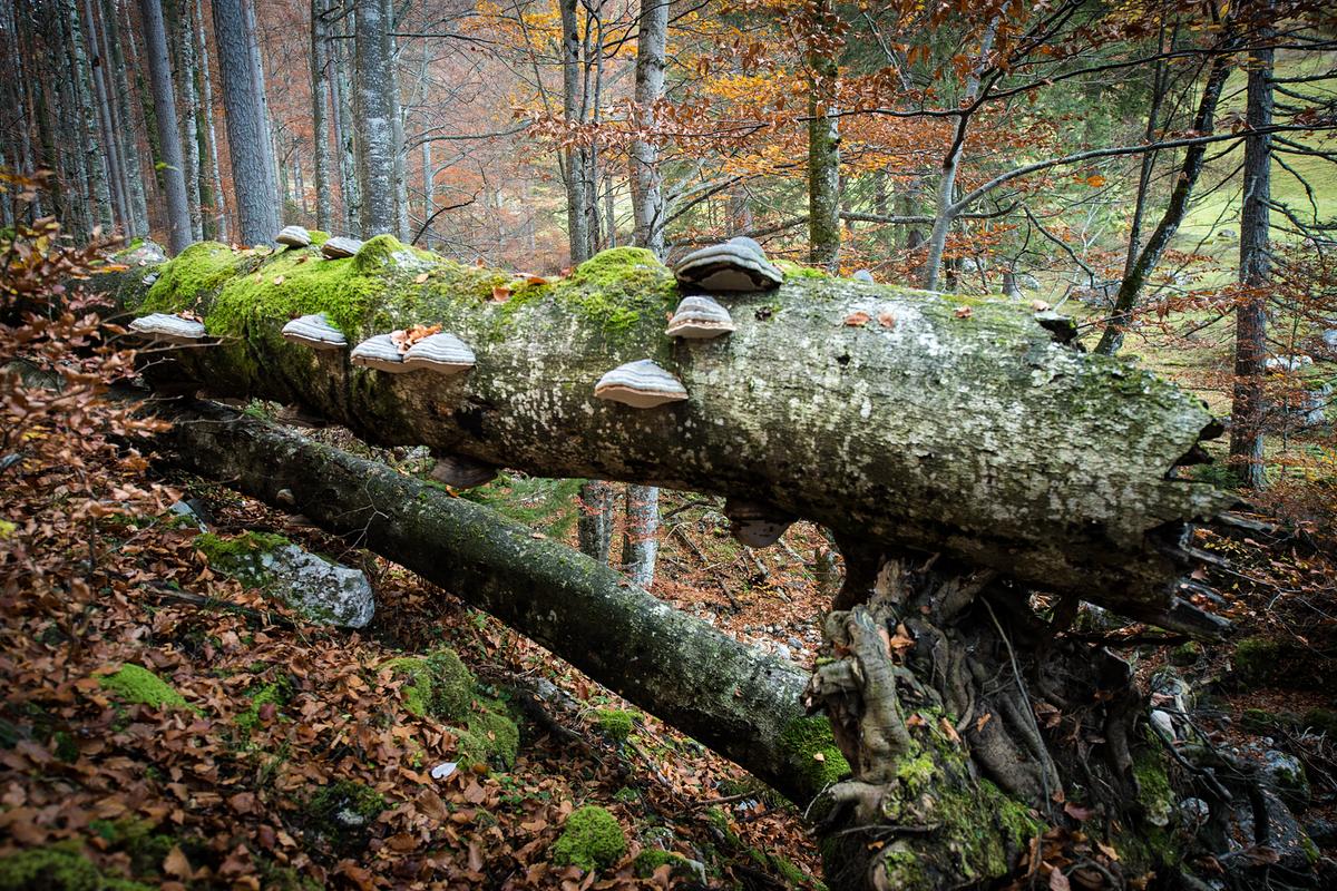 Ein umgetürzter Baum im herbstlichen Wald. Er ist mit Moos und Baumschwämmen bewachsen.