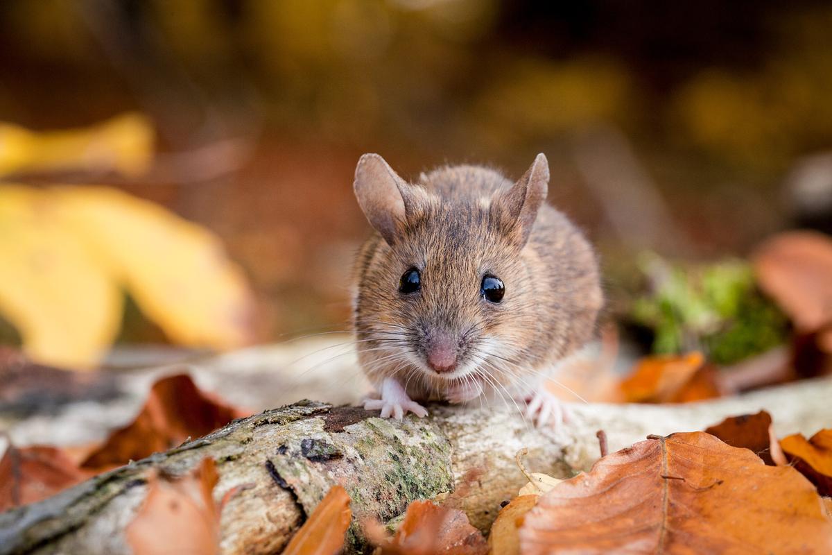 Eine kleine braune Maus mit heller Unterseite und schwarzen Knopfaugen am Waldboden. Sie sitzt inmitten von herbstlich gefärbtem Laub auf einem Stück Totholz.