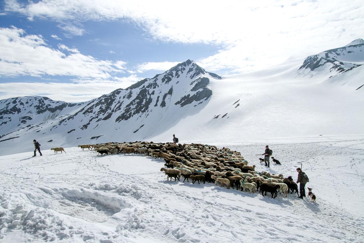 Eine Schafherde mit hellen und dunklen Tieren im Hochgebirge, es liegt viel Schnee. Vier Hirten mit Hunden führen die Tiere.