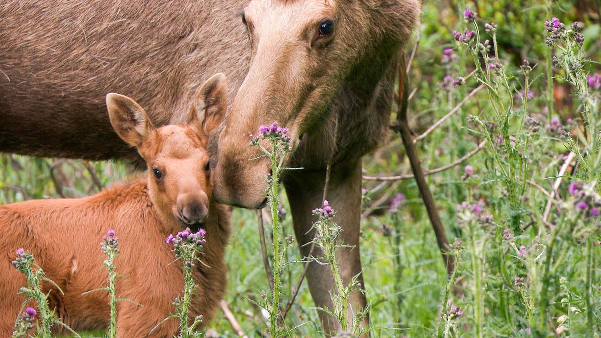 Eine Elchkuh mit Jungem, sie berührt das Kleine sanft mit der Schnauze an der Wange. Im Vordergrund violett blühende Disteln.