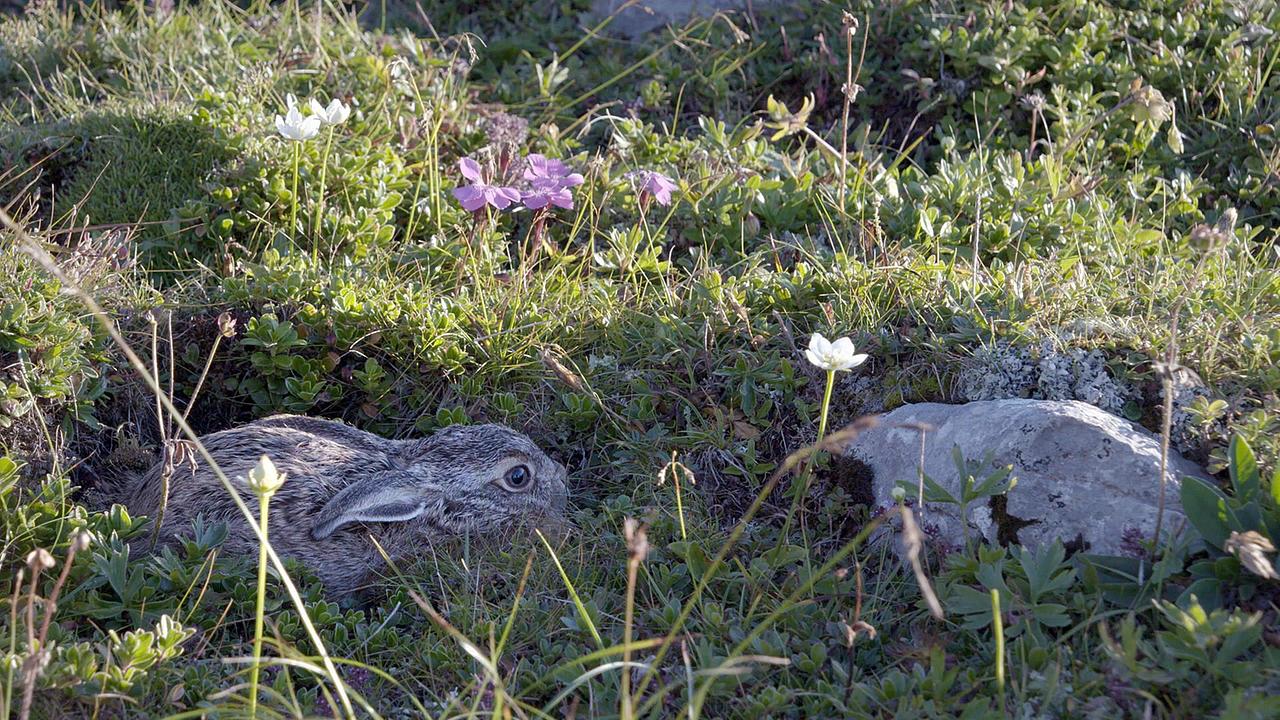 Ein kleiner Schneehase mit braunem Fell duckt sich mit angelegten Ohren in eine Mulde. Um ihn herum blühen weiße und lila Blumen.