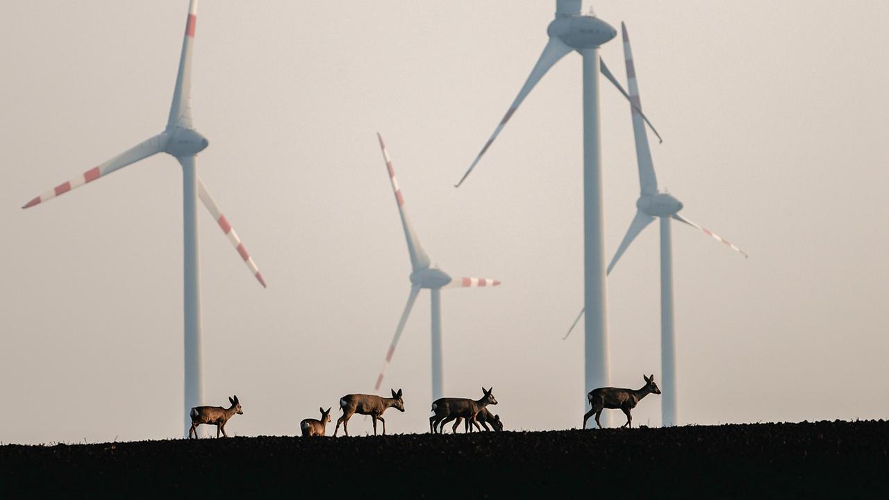 Fünf Rehe auf einem unbestellten Acker, im Hintergrund 4 riesige Windräder.