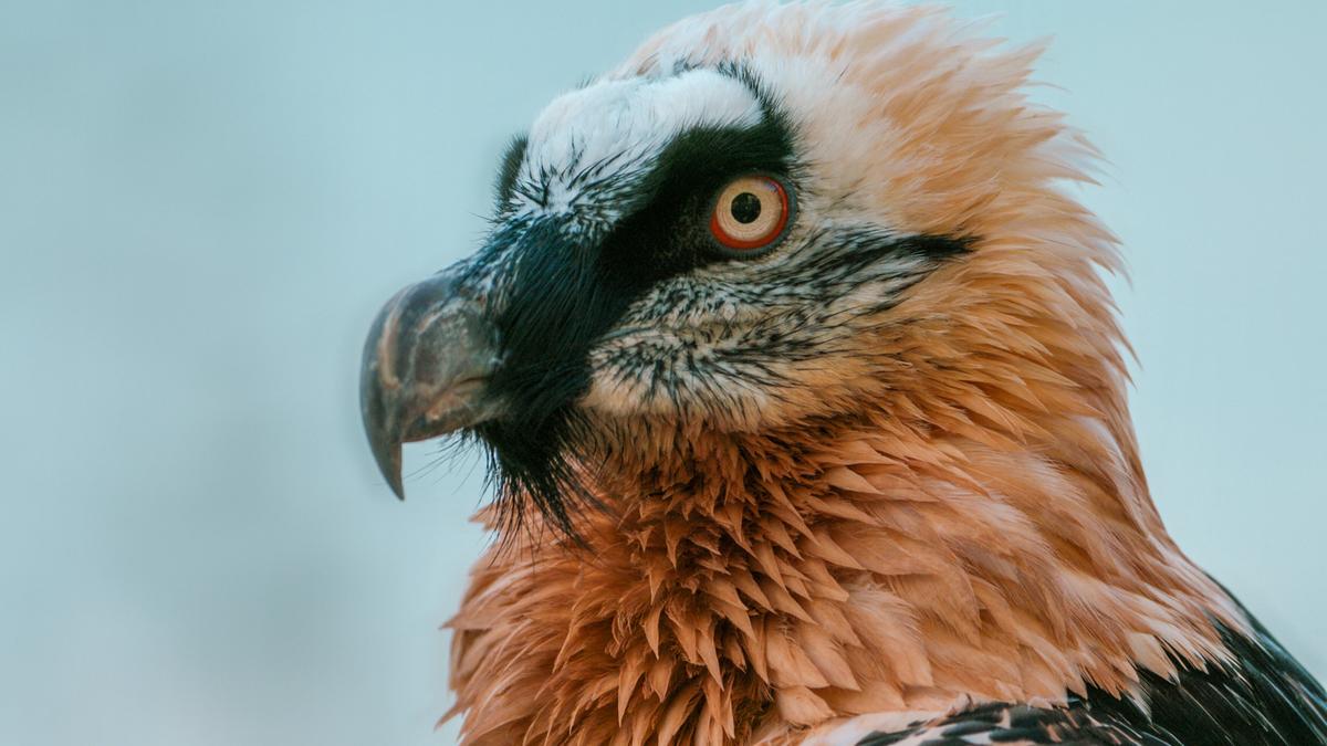 Der Kopf eines Bartgeiers im Profil. Kopf und Hals sind rostrot gefiedert. Borstenartige schwarze Federn hängen über den Schnabel - sie haben dem Bartgeier seinen Namen gegeben. Die Augen sind von einem roten Ring eingefasst, die Iris ist gelb.