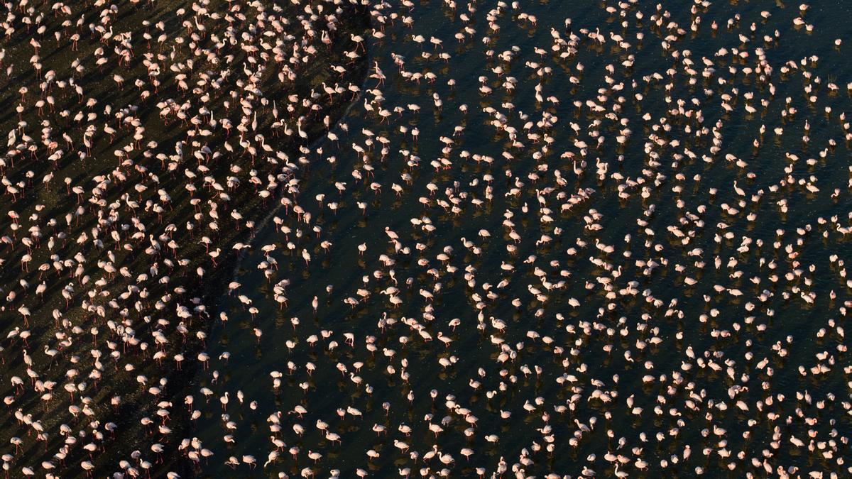 Unzählige rosa Tupfen auf dunkler Oberfläche. Es sind Flamingos, die von oben aufgenommen wurden und die in dunklem Wasser stehen.