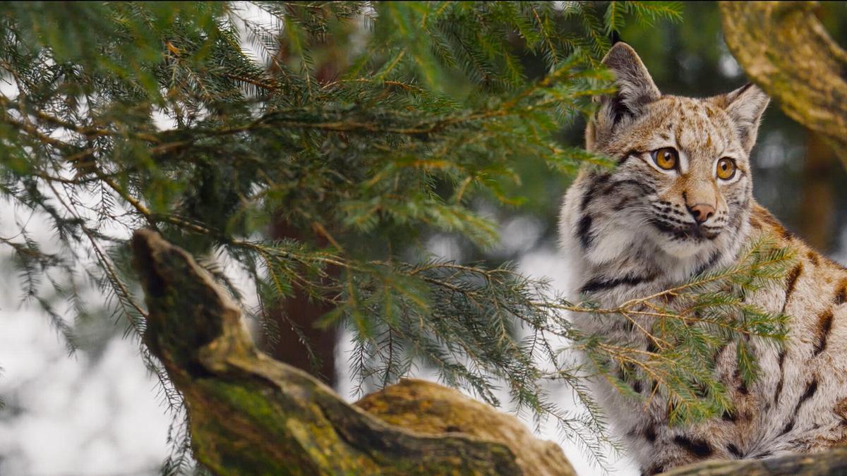 Ein Luchs zwischen den Ästen eines Nadelbaums, im Hintergrund liegt Schnee.