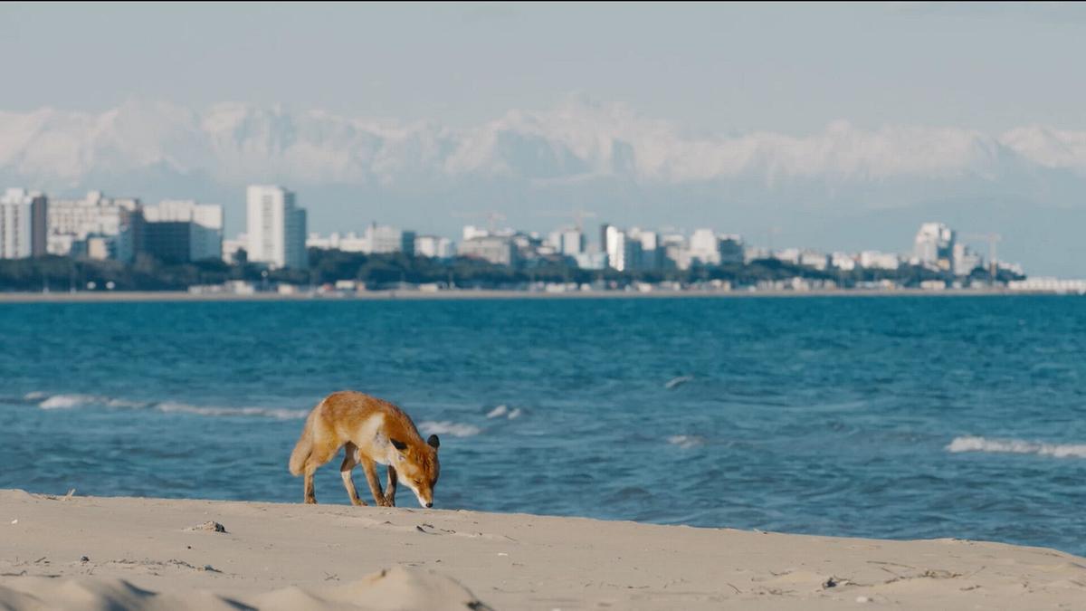 Ein Fuchs sucht am Sandstrand nach Nahrung, im Hintergrund das Meer, riesige Hotelanlagen und hohe Berge am Horizont.