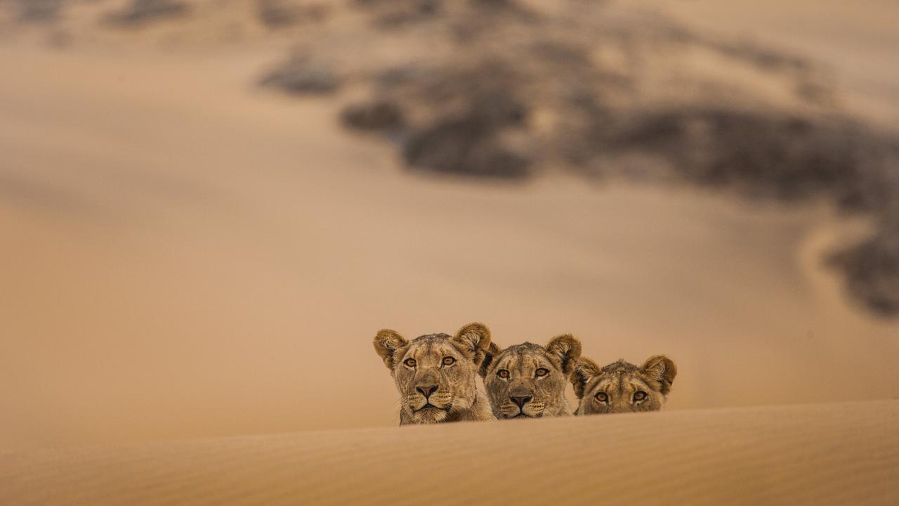 Hinter einer Sanddüne tauchen nur die Köpfe von drei jungen Löwinnen auf.