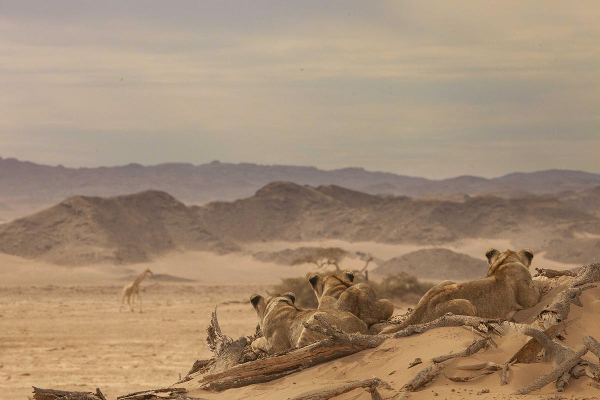 Die Rückansicht von drei jungen Löwinnen, sie kauern auf einem Hügel im Sand zwischen Totholz. Auf der sandigen Ebene unter ihnen läuft eine Giraffe, dahinter Hügel bis zum Horizont.