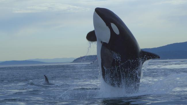 Ein Orca springt aus dem Wasser, der halbe Oberkörper ragt senkrecht hinaus. Das Ufer im Hintergrund ist bewaldet.