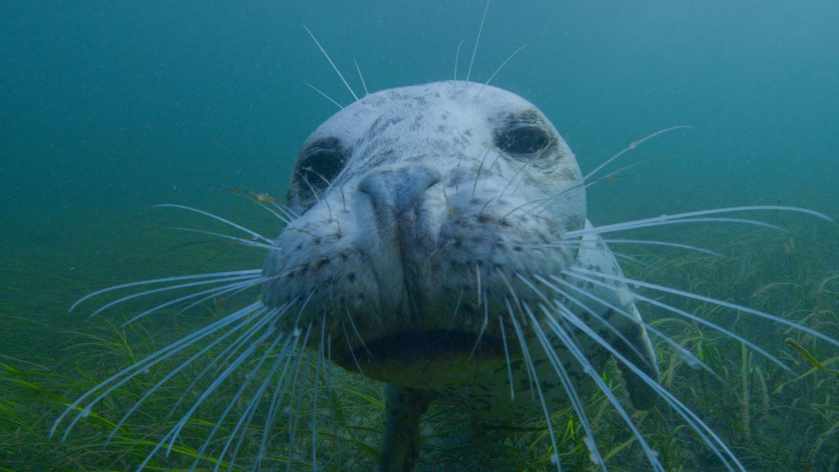 Eine Robbe unter Wasser. Ihr Gesicht ist knapp vor der Kamera, durch die Perspektive scheint die Schnauze riesig.