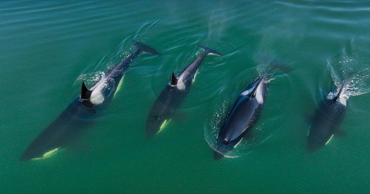 Von oben: Ein großes Weibchen und drei kleinere Orcas an der Wasseroberfläche. 