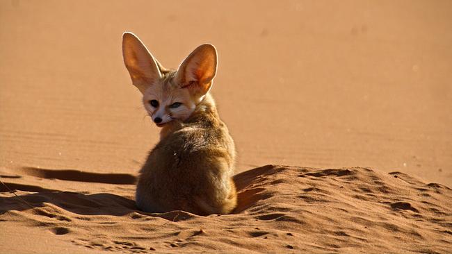 Ein Wüstenfuchs sitzt mit dem Rücken zur Kamera gewendet im roten Sand, er blickt über seine linke Schulter. Die Ohren des Tiers sind riesig.