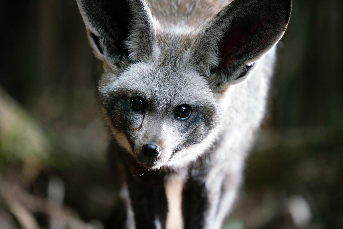 Ein grauer Löffelhund mit riesigen Ohren blickt direkt in die Kamera. Seine großen, schwarzen Augen glänzen.