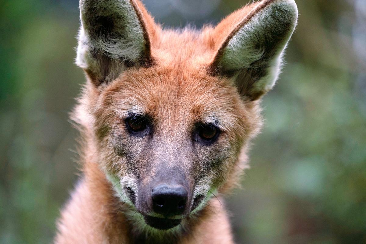 Der Kopf eines Mähnenwolfs, er blickt direkt in die Kamera. Er hat flauschiges rötliches Fell und große Ohren. Durch die Stellung seiner Lefzen scheint er zu lächeln.