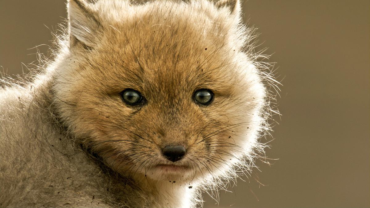 Der Kopf eines Tibetfuchsjungen, es blickt in die Kamera. Das Fell ist sandfarben und sehr flauschig, die Ohren sind winzig und verschwinden fast im Pelz.