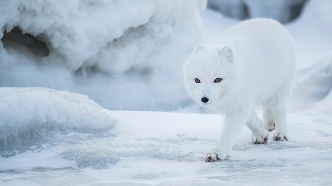 Ein schneeweißer Polarfuchs in einer weißen Winterlandschaft.