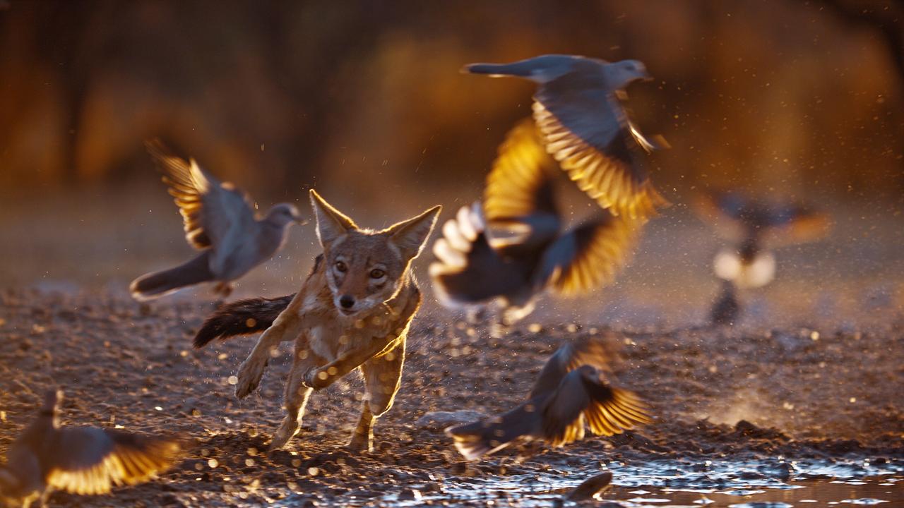 Ein Schabrakenschakal im Sprung, mehrere Vögel um ihn herum fliegen auf. Am unteren Rand des Bildes ist flaches Wasser erkennbar.