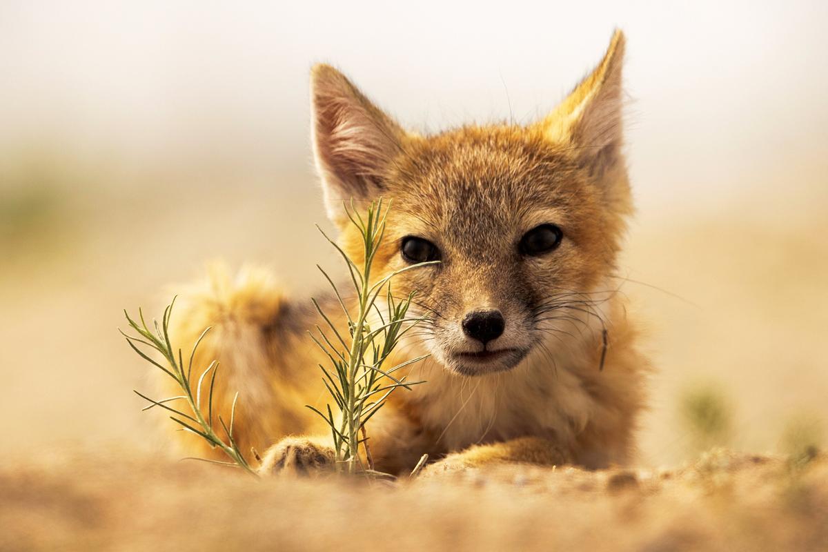 Ein kleiner, sandfarbener Fuchs liegt am Boden und blickt direkt in die Kamera, vor ihm einige Stängel einer grünen Pflanze.