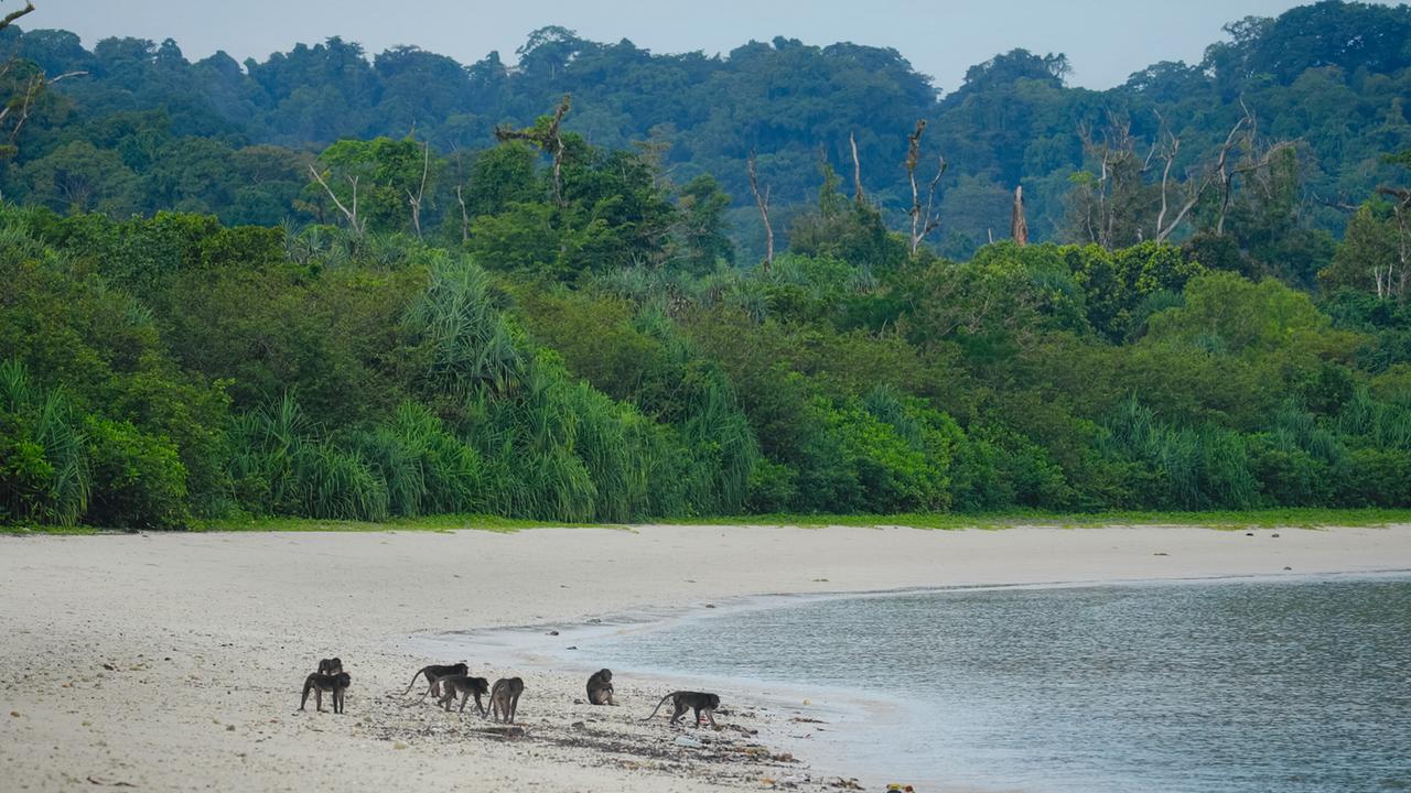 Eine kleine Gruppe Makaken am Sandstrand in der Nähe des Wassers. Im Hintergrund dichter, grüner Regenwald.