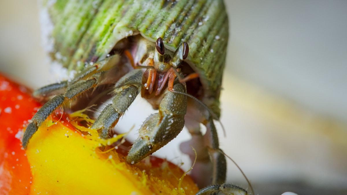 Ein Einsiedlerkrebs mit grünlichem Gehäuse sitzt auf einer Frucht. Die Schale ist orange, das Fruchtfleisch gelb.