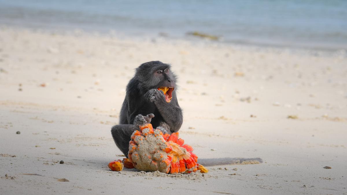 Ein Langschwanzmakake am Strand, er frisst eine leuchtend orange Frucht.