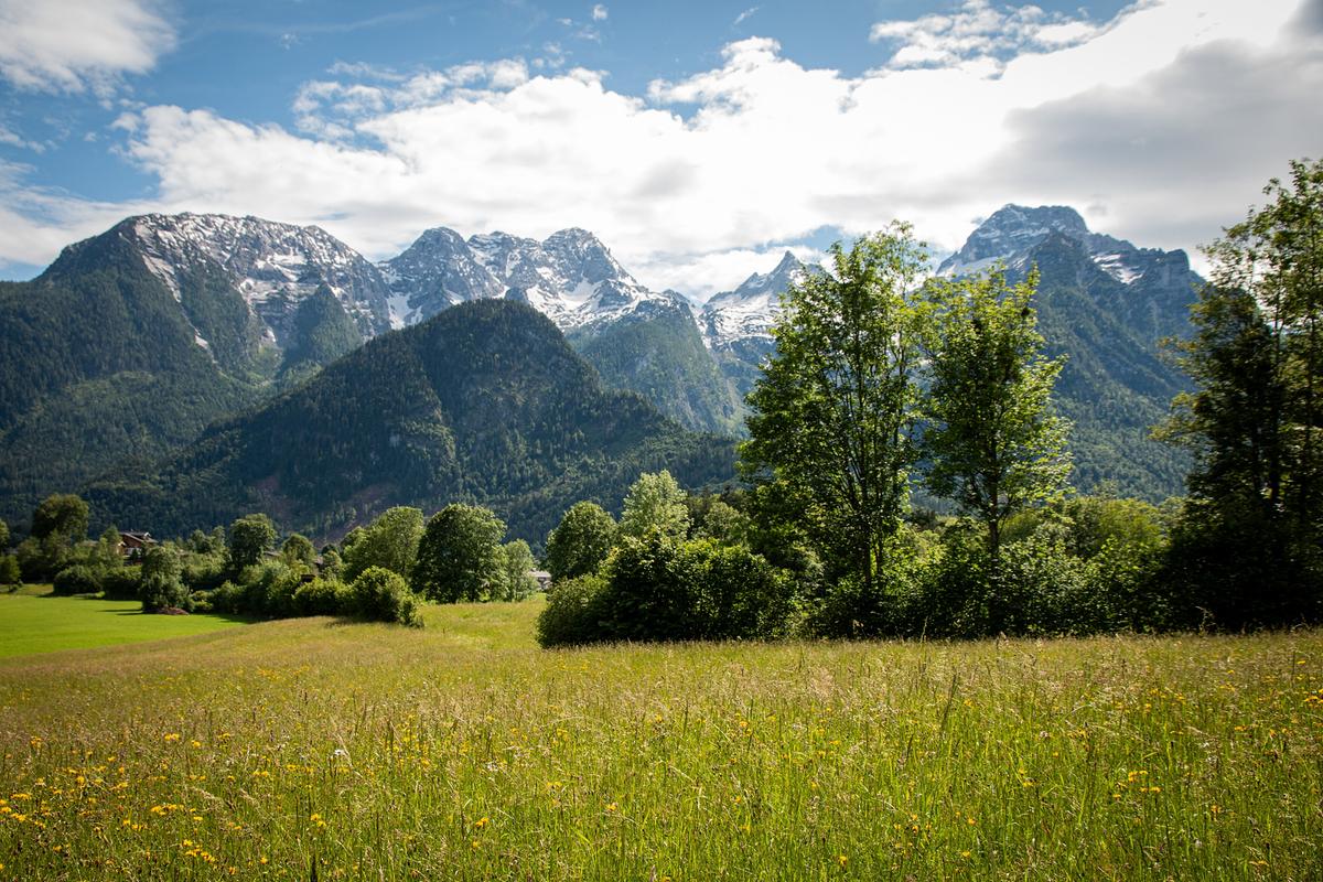 Eine Blumenwiese mit einer Hecke aus Büschen und größeren Bäumen. Im Hintergrund steile, schneebedeckte Berge.