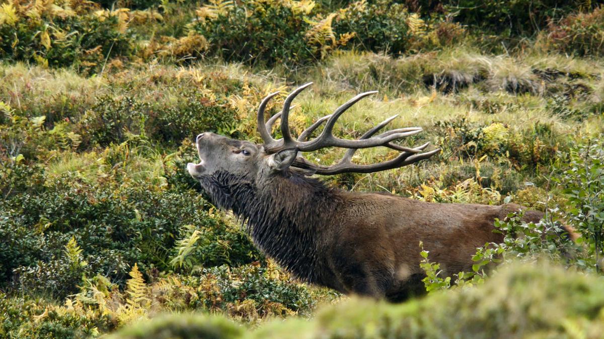 Ein röhrender Hirsch.