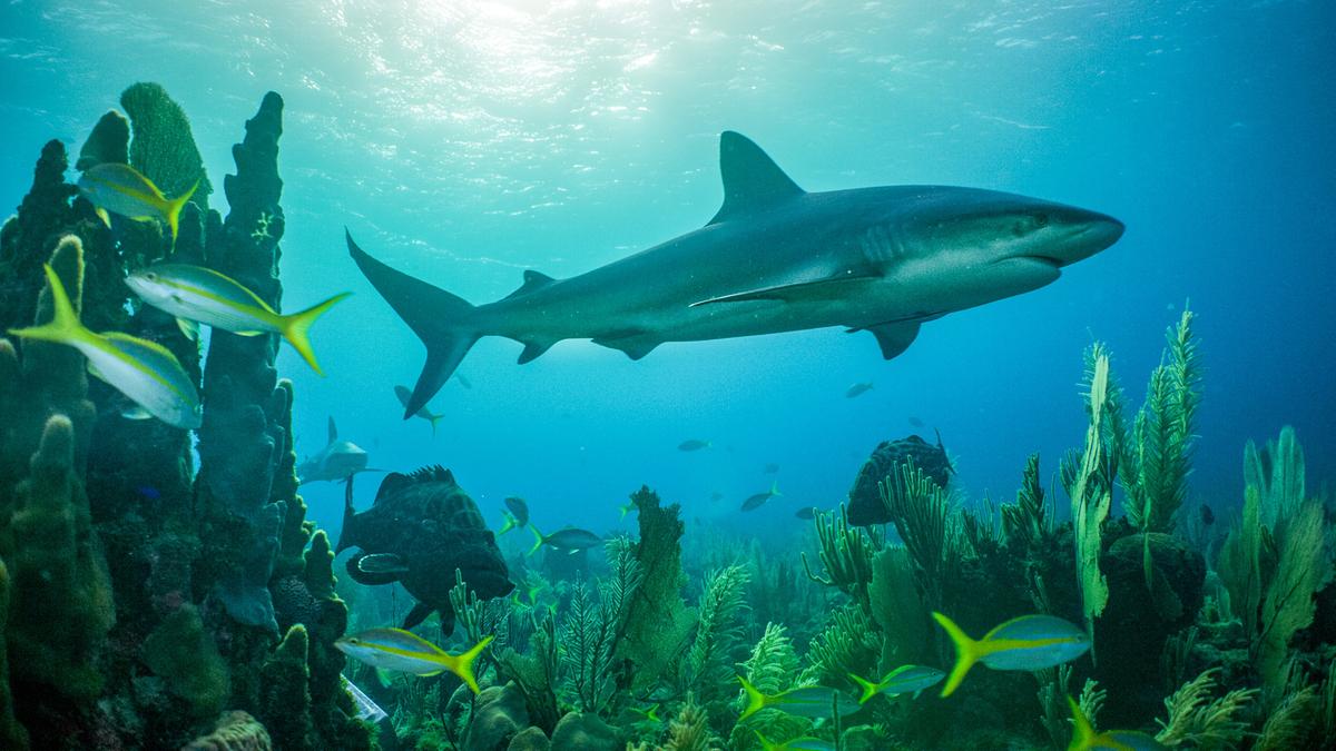 Ein Hai schwimmt über Wasserpflanzen und Korallen, kleinere Fische befinden sich in seiner Nähe. Das Wasser ist blau, Sonnenlicht spiegelt sich an der Oberfläche.