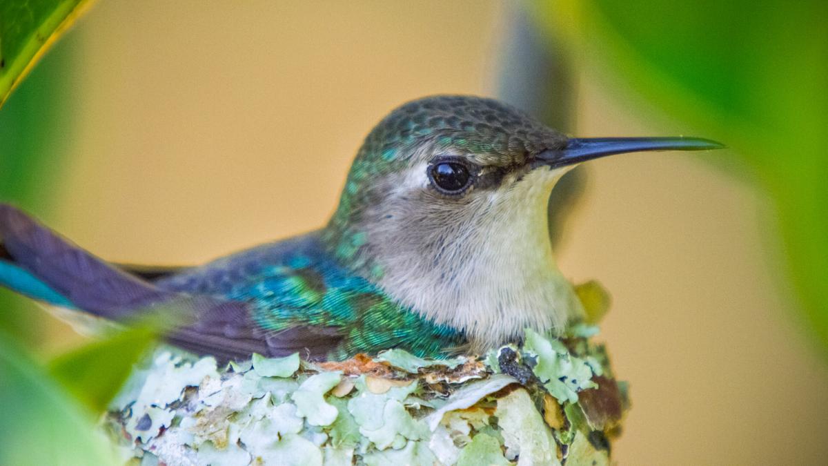 Ein Kolibri mit grün schillerndem Gefieder auf der Oberseite sitzt in einem runden Nest.