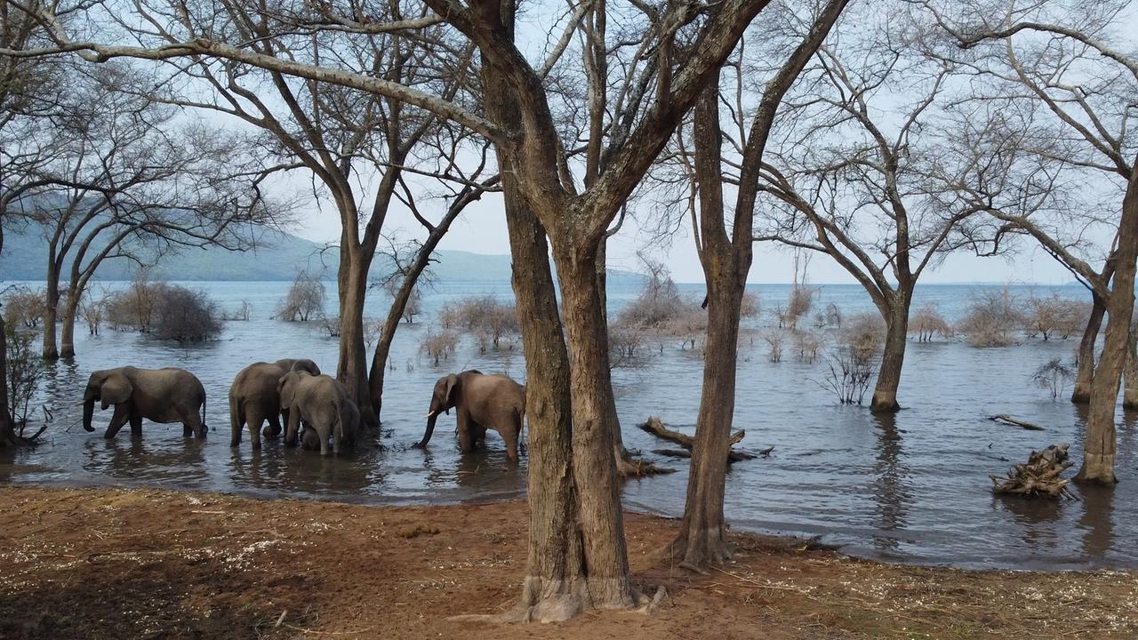 Vier Elefanten befinden sich im seichten See. Das Ufer ist braun, Bäume und Sträucher stehen im Wasser.