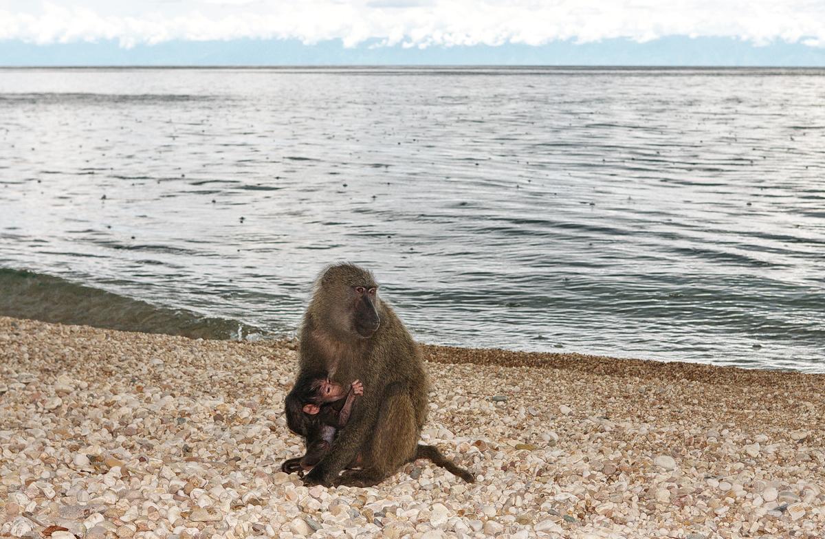 Ein Pavian-Weibchen sitzt mit ihrem Jungen im Schoß am Ufer des Sees. Der Strand besteht aus runden Kieseln. Das Wasser ist gräulich, erste Regentropfen fallen auf die Oberfläche.