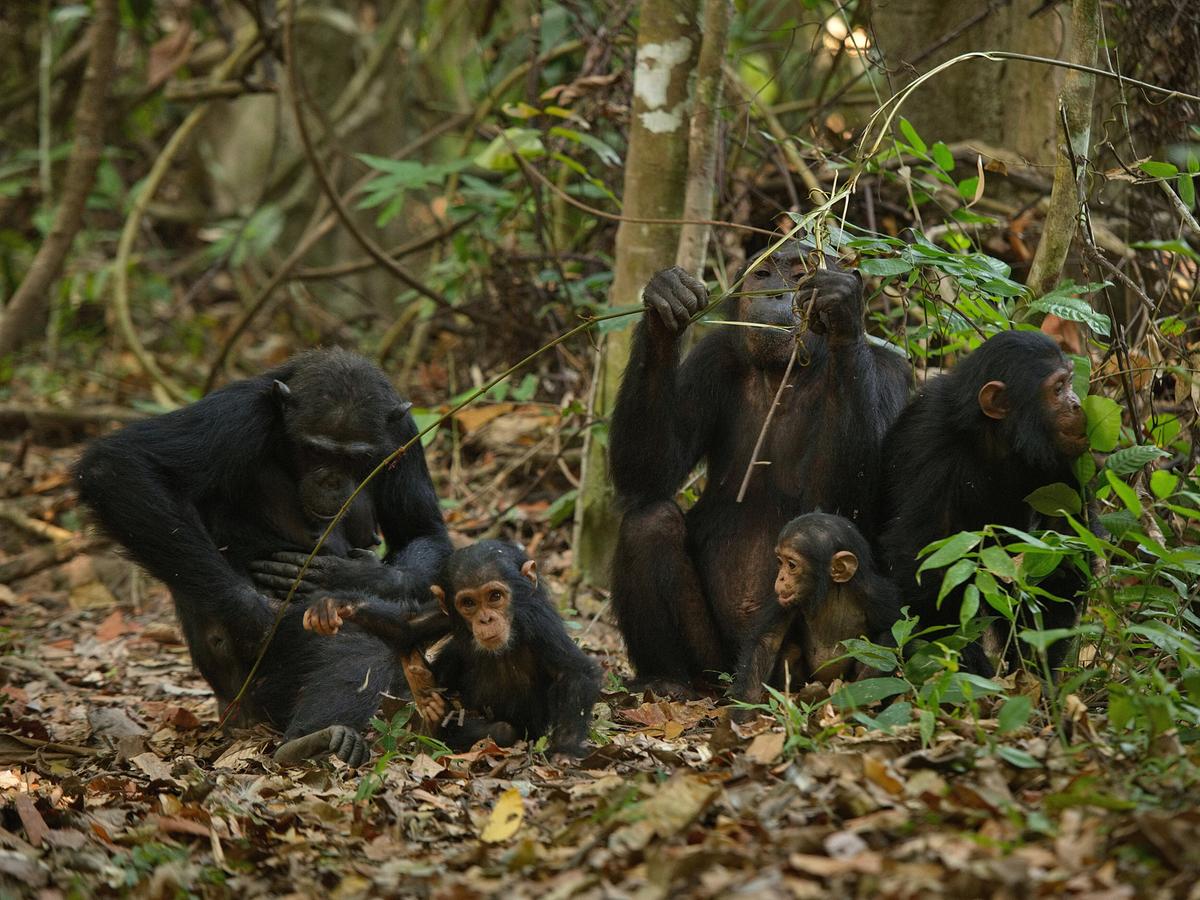 Zwei erwachsene Schimpansen, ein jüngeres Tier und zwei Babys sitzen am Waldboden.