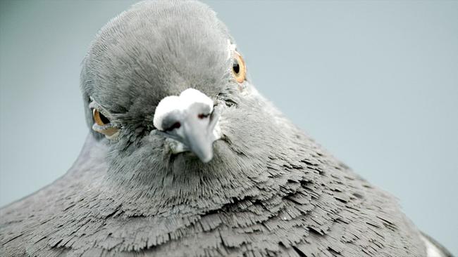 Eine frontale Portraitaufnahme einer grauen Taube, sie zwinkert leicht mit einem Auge.