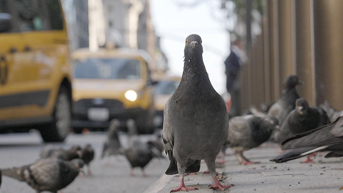 Eine Taube auf dem Gehsteig, sie blickt direkt in die Kamera. Gelbe Taxis fahren auf der Straße, ein Schwarm Tauben hält sich im Hintergrund auf.