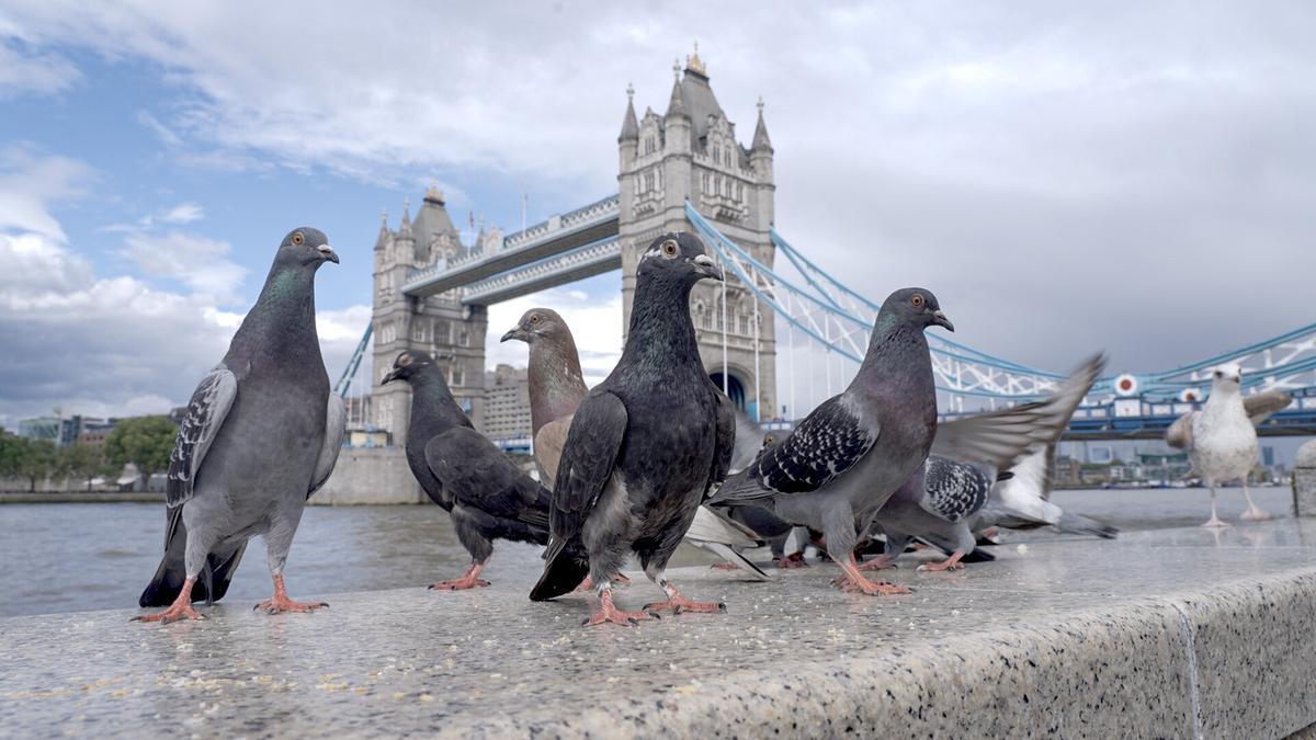 Ein Schwarm Tauben sitzt auf einem Sims mit der London Bridge im Hintergrund.