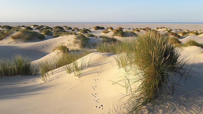 Heller Sand bildet niedrige Sanddünen, die von Büscheln Strandhafer durchsetzt sind. Ein Streifen Meer ist am Horizont erkennbar, eine kleine Spur durchzieht den Sand.