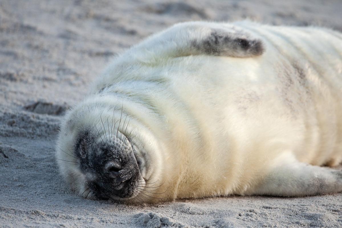 Eine junge Kegelrobbe mit hellem Pelz und dunklem Gesicht liegt auf der Seite im Sand und schläft.