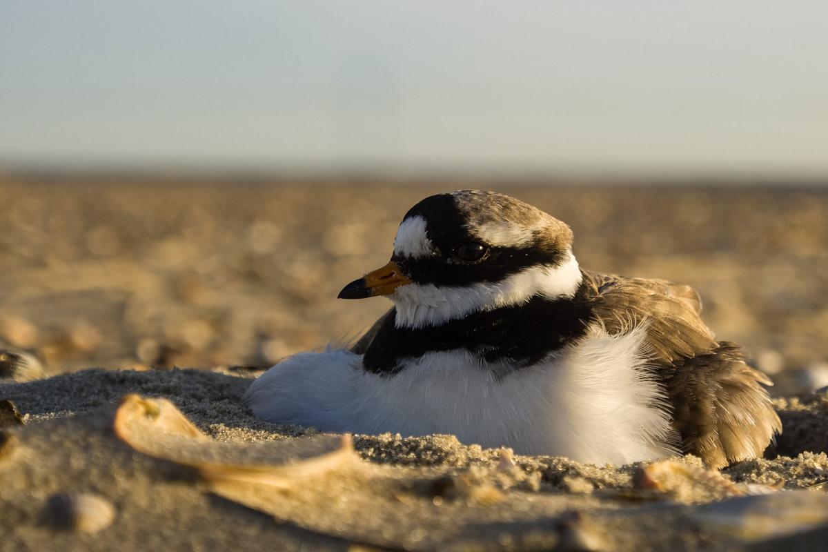 Ein schwarz-weißer Vogel mit kurzem orangen Schnabel brütet in einer Kuhle im Sand.