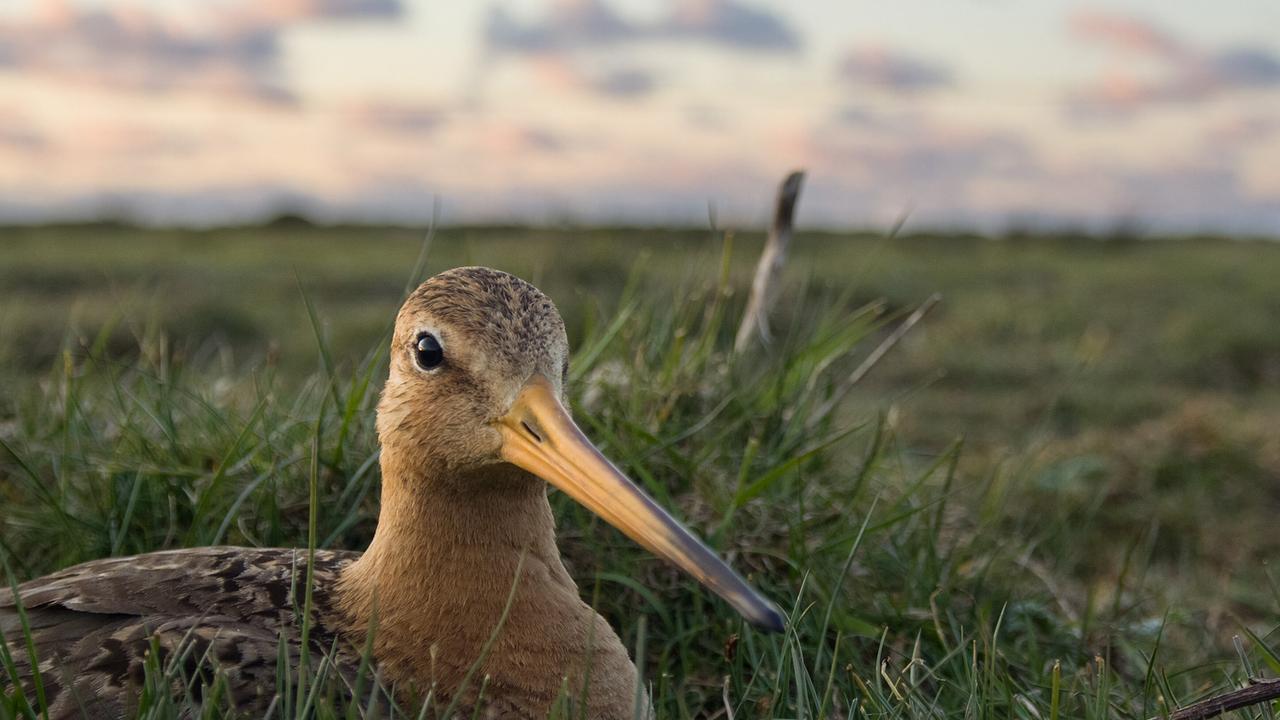 Ein brauner Vogel mit langem, geradem, orangen Schnabel brütet im kurzen Gras.