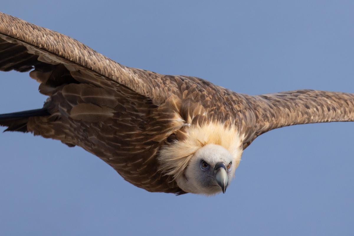 © ORF/dreiD.at filmproduction/Christine Sonvilla/Marc Graf Ein Gänsegeier im Flug, seine Schwingen sind weit ausgebreitet. Der Himmel ist blau.