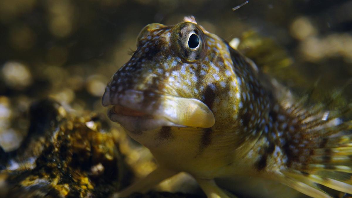 © ORF/dreiD.at filmproduction/Christine Sonvilla/Marc Graf Der Amphibische Schleimfisch hat ein breites Maul mit ausgeprägten Lippen, hochsitzende Augen und bläuliche Flecken.
