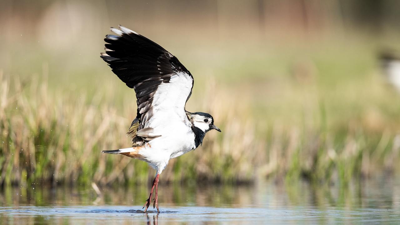 © ORF/PKM Film/Leander Khil Ein schwarz-weißer Vogel landet im flachen Wasser.