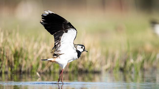 Ein schwarz-weißer Vogel landet im flachen Wasser.
