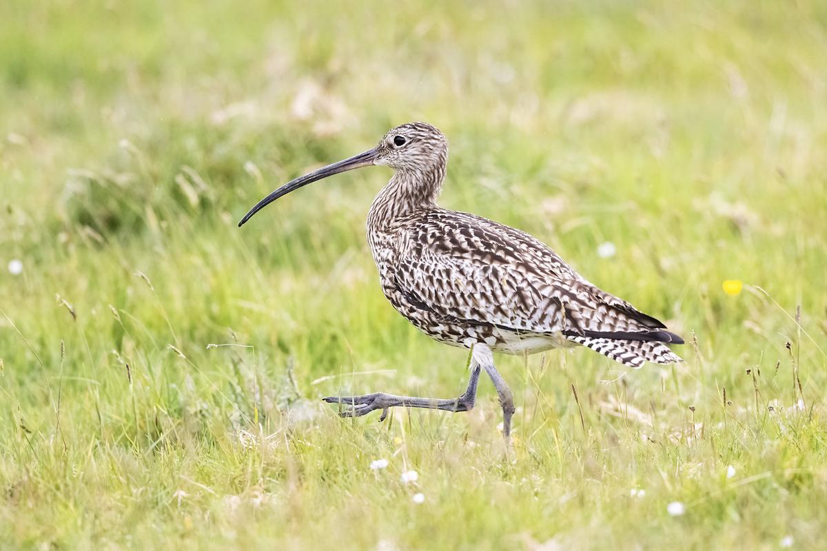 © ORF/PKM Film/Leander Khil Ein braun-weiß-gefleckter Vogel mit langem, stark nach unten gekrümmten Schnabel schreitet auf einer Wiese.