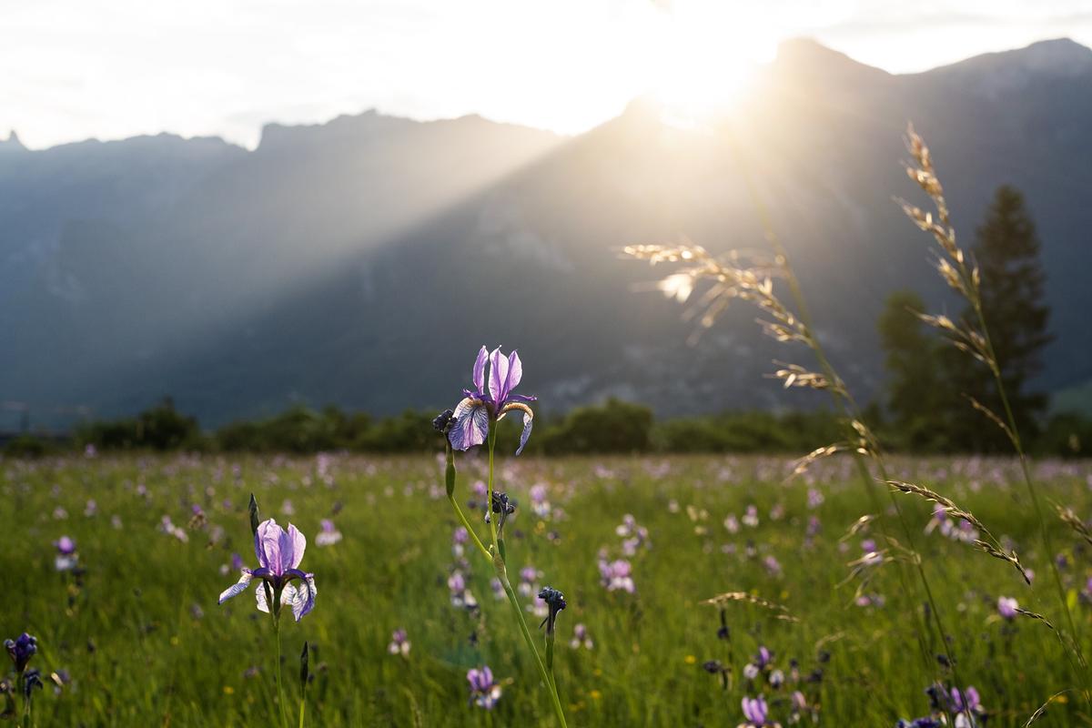 © ORF/PKM Film/Leander Khil Blauviolette Blumen auf einer Wiese, im Hinergrund Berge. Die Sonne steht direkt am Berggrat.