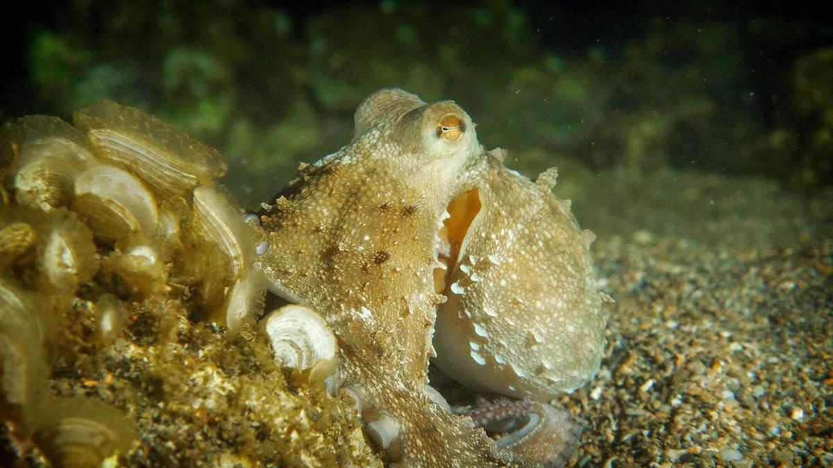 © ORF/Marco Polo Film AG/Claudia Schmitt/Hendrik Schmitt Ein Oktopus ruht am Meeresgrund, seine Farbe ist der Umgebung angepasst.